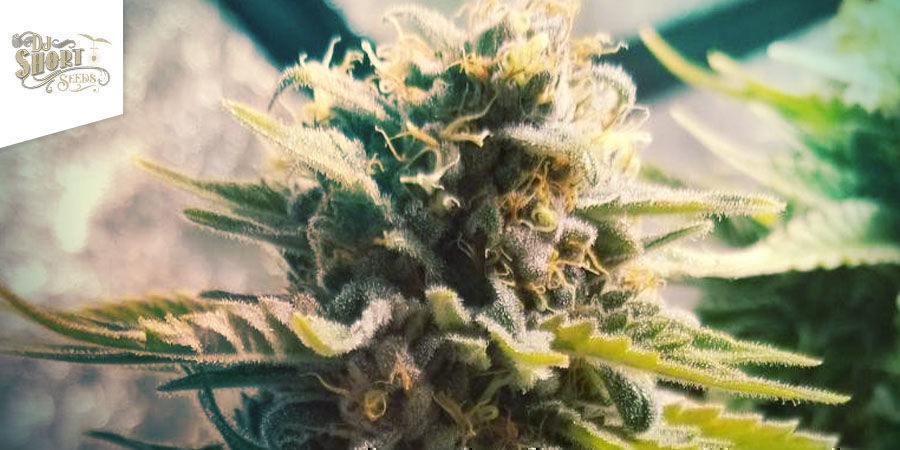 Blueberry-kannabis