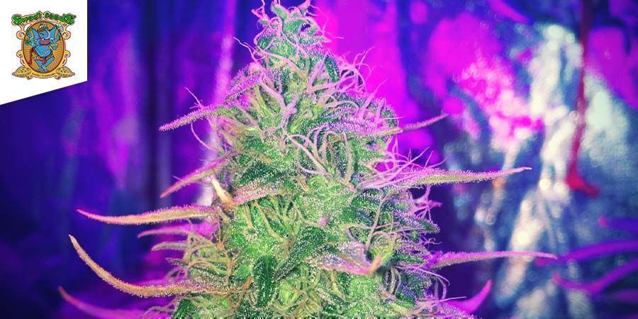 Cheese-kannabis