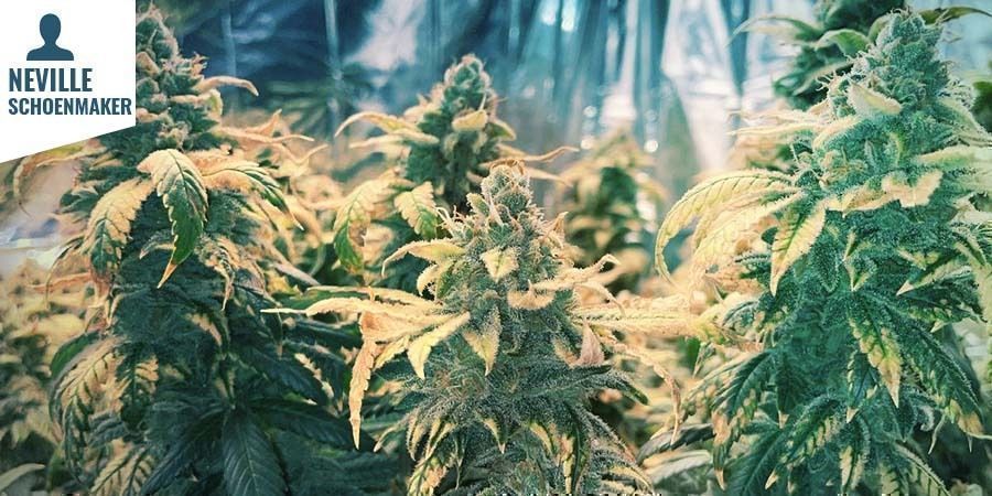 Northern Lights -kannabis
