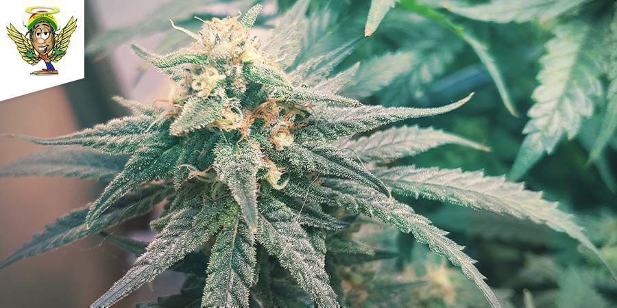 Skunk-kannabis