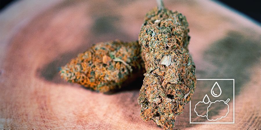 Voiko kuivahtaneita kannabiskukkia kosteuttaa uudelleen? Voiko kuivahtaneita kannabiskukkia kosteuttaa uudelleen?