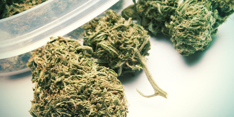 Kosteuta kannabiksen kukinnot uudelleen: pitk&auml;ll&auml; aikav&auml;lill&auml; (viikoissa)