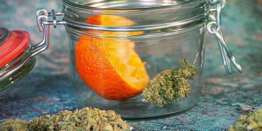 Appelsiininkuoret Kosteuta kannabiksen kukat uudelleen: appelsiininkuoret
