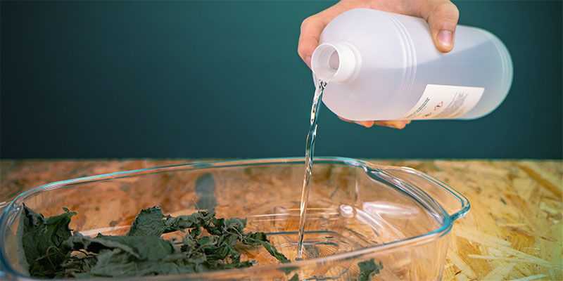 Salvia-uutteen valmistus MAKING A SALVIA EXTRACT