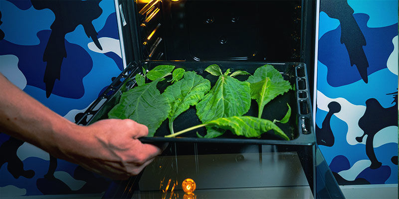Kuivaa salvia uunissa OVEN DRY YOUR SALVIA