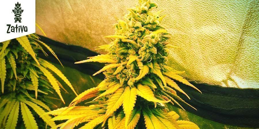 Northern Lights By Zativo Seeds Northern Lights By Zativo Seeds