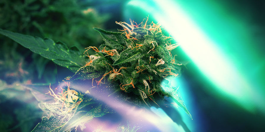Northern Lights: Klassisen indica-lajikkeen alkuperä Northern Lights: Origins Of A Classic Indica
