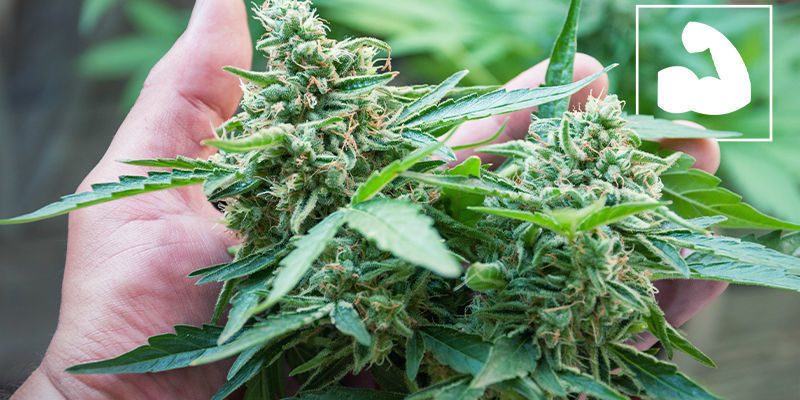 Kasvanut vahvuus -kannabis Kasvanut vahvuus -kannabis