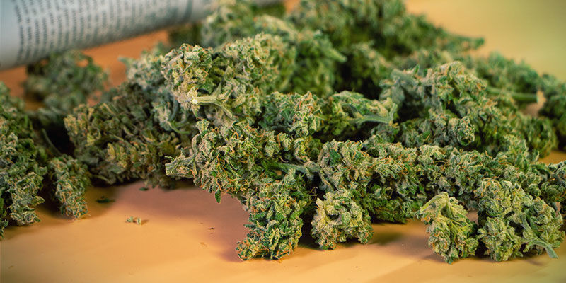 Ota tarpeeksi kannabista Ota tarpeeksi kannabista