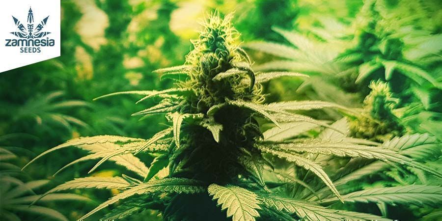 Amnesia Haze (Zamnesia Seeds) Amnesia Haze (Zamnesia Seeds)