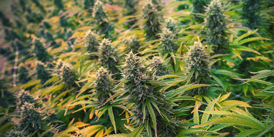4 kannabiksen leikkaustekniikkaa sadon kasvattamiseen