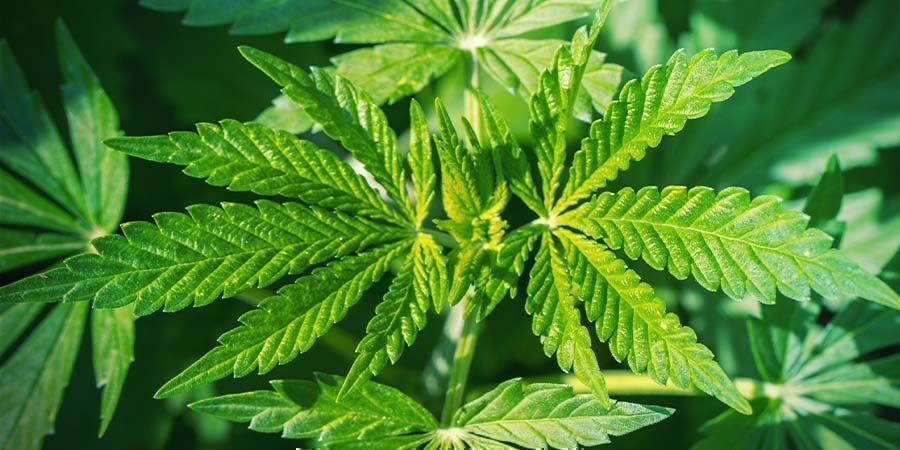 Kannabiksen latvonta