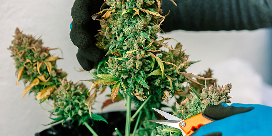 Kannabiksen alimpien oksien karsiminen