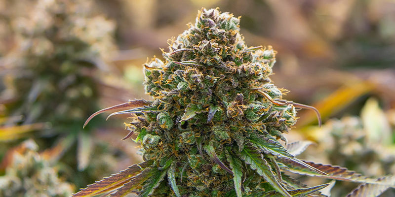 Autoflower- vai fotoperiodiset lajikkeet? Autoflower- vai fotoperiodiset lajikkeet?