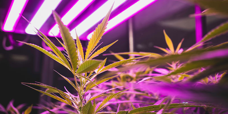 Vinkit kannabiksen sisäkasvatukseen: valaistus, ilmanvaihto ja muuta Vinkit kannabiksen sisäkasvatukseen: valaistus, ilmanvaihto ja muuta