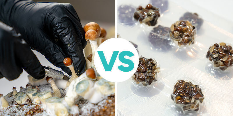 Maagiset tryffelit vs. taikasienet Maagiset tryffelit vs. taikasienet