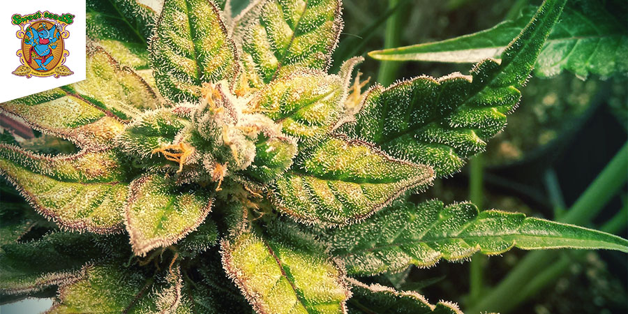 Sweet Nurse Auto CBD (Sweet Seeds) Feminisoidut