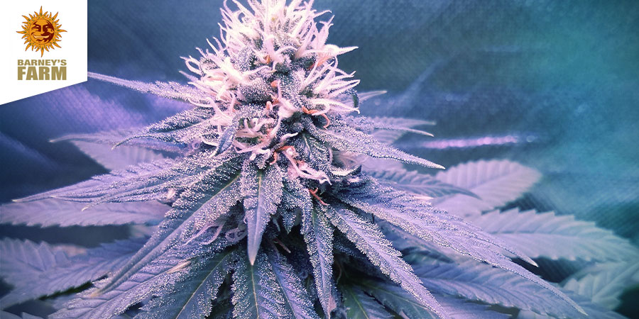 CBD Blue Shark (Barney'S Farm) Feminisoidut