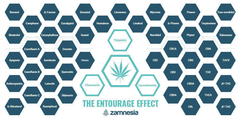 Entourage-ilmiö — yksi kannabiksen suurista mysteereistä Entourage-ilmiö — yksi kannabiksen suurista mysteereistä
