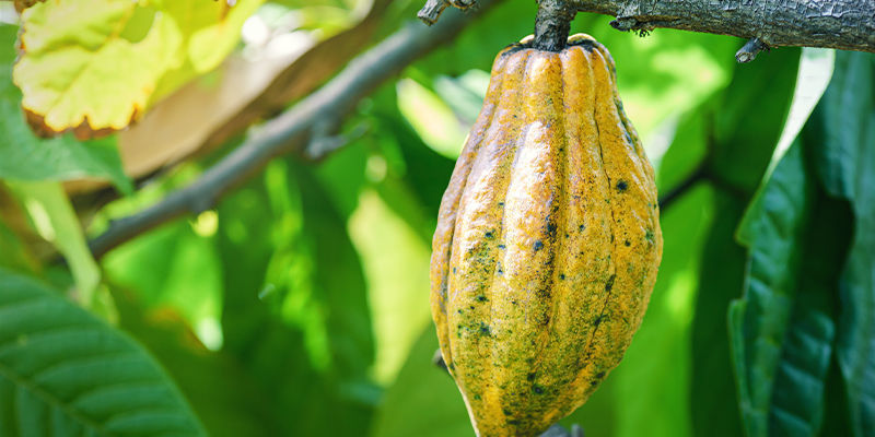 Kannabis ja kaakao: kaksi yhteiskunnan vanhinta viljelykasvia CANNABIS AND COCOA: TWO OF SOCIETY’S OLDEST CROPS