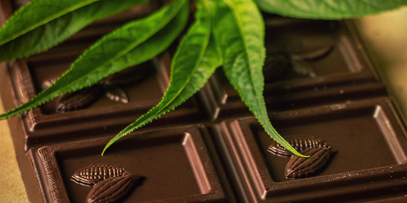 SUKLAA JA KANNABIS: TÄYDELLINEN KEMIALLINEN PARI