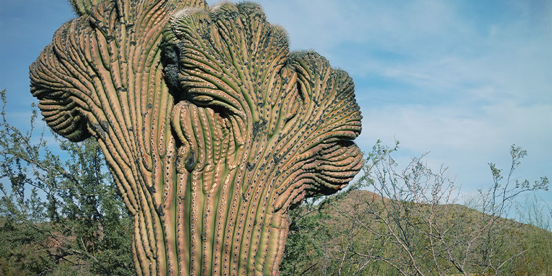 Harjainen San Pedro (Echinopsis Pachanoi Cristata) San Pedro Crested (Echinopsis Pachanoi Cristata)