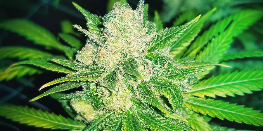 OG Kush -kannabis