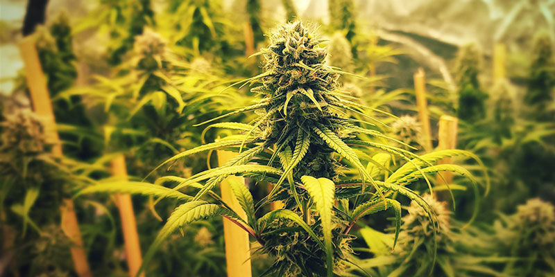 Strawberry Cough -kannabis