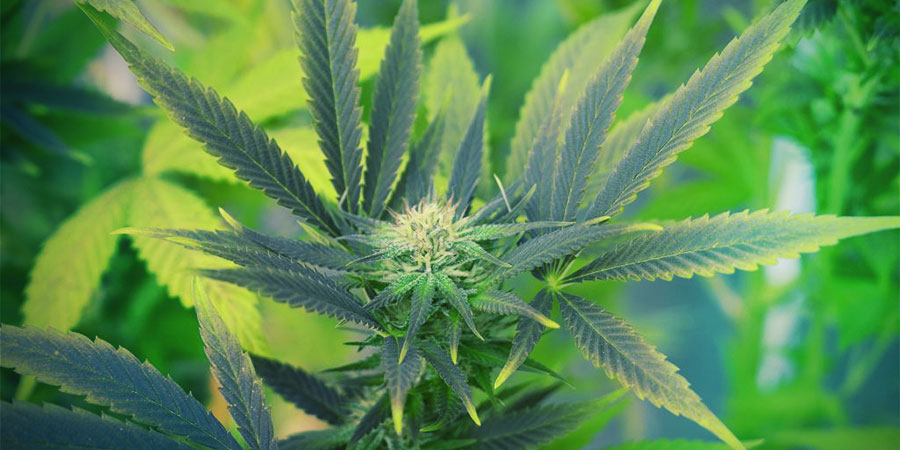 Trainwreck-kannabis