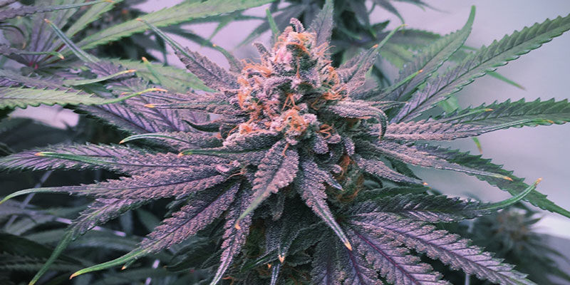 Blue Dream -kannabis