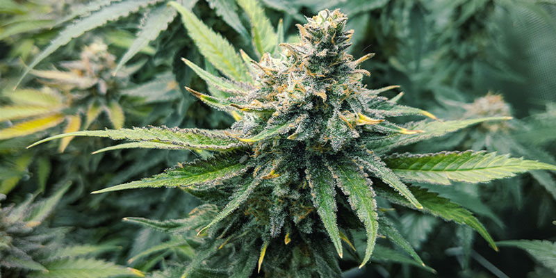 Girl Scout Cookies -kannabis