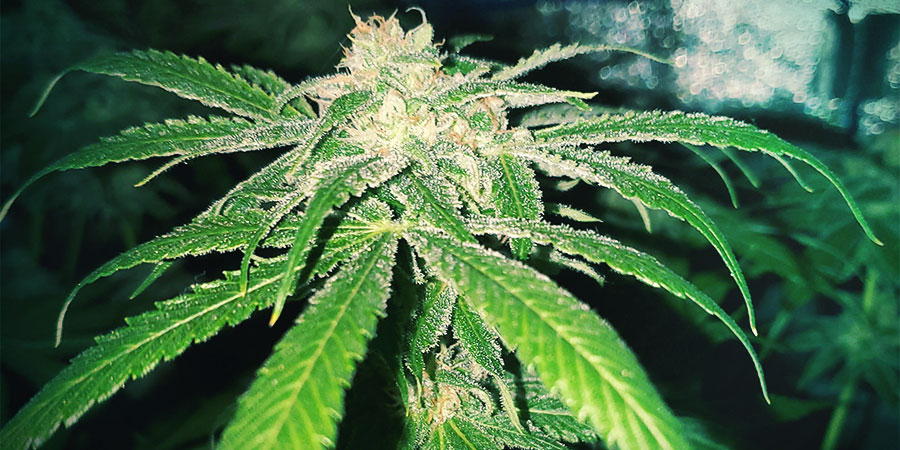 Bubba Kush -kannabis