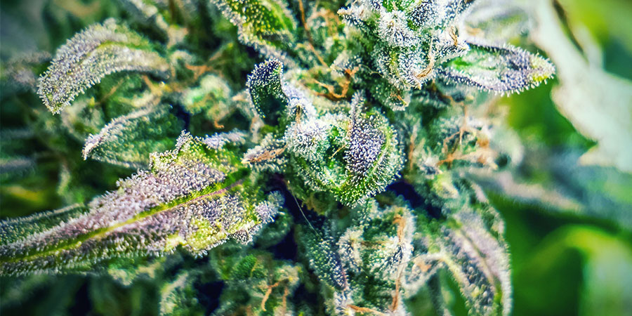 Lemon Haze -kannabis