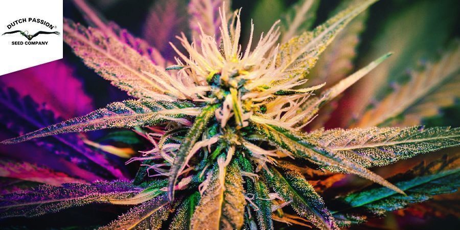 Master Kush - Dutch Passion Master Kush - Dutch Passion