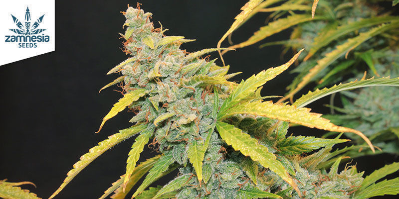 Auto Purple CousKush Feminisoidut Auto Purple CousKush Feminized