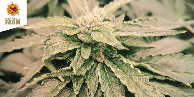 Bubba Kush Feminized Bubba Kush Feminized