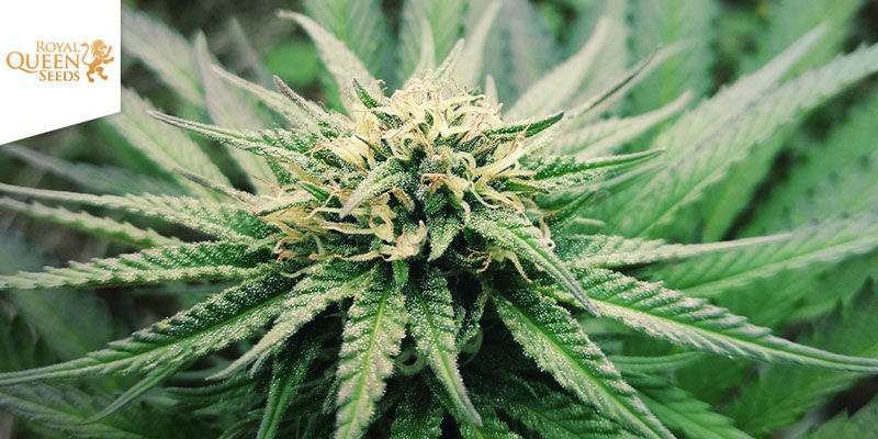 Special Kush #1 feminisoidut Special Kush #1 Feminized