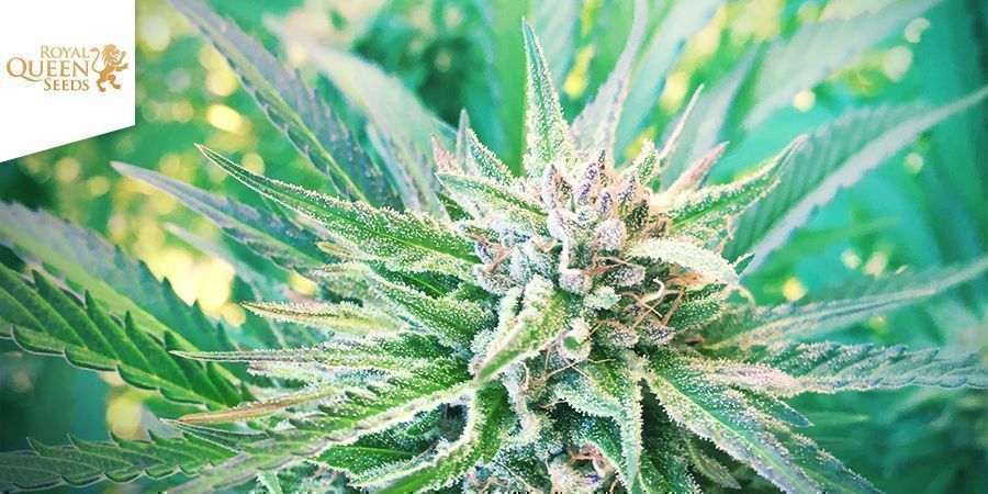 Pineapple Kush - Royal Queen Seeds Pineapple Kush - Royal Queen Seeds
