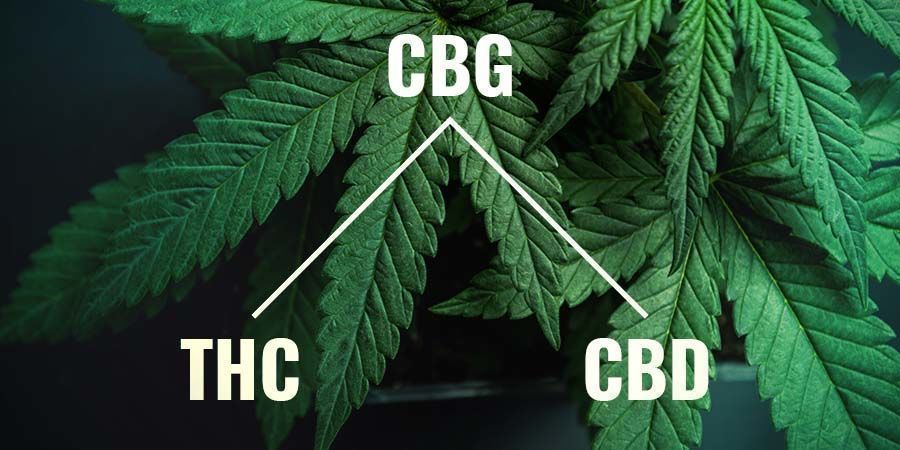 Mikä on CBG? Mikä on CBG?