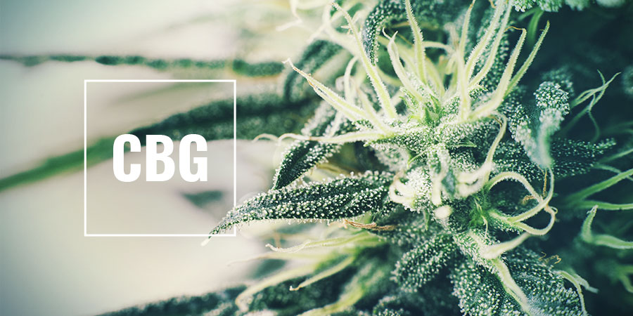 Korkean CBG:n lajikkeet High-CBG Strains