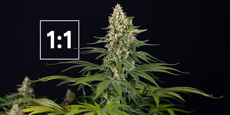Parhaat 1:1 CBD:THC -suhteen kannabislajikkeet Parhaat 1:1 CBD:THC -suhteen kannabislajikkeet