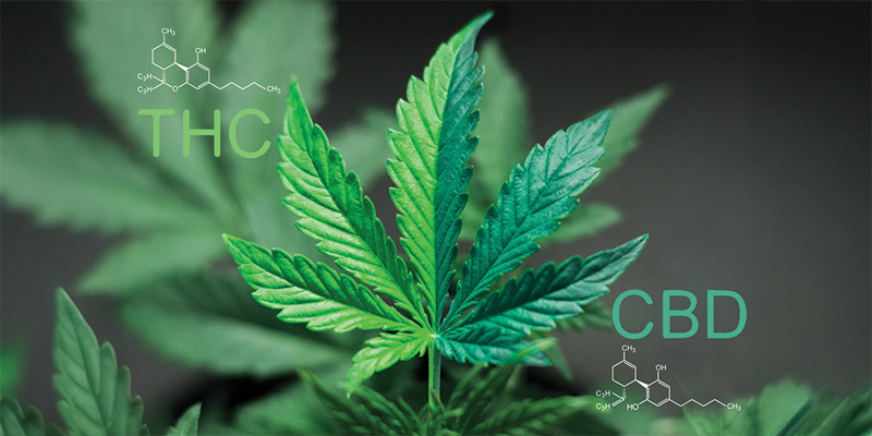 Mitä 1:1 CBD:THC-suhde tarkoittaa? Mitä 1:1 CBD:THC-suhde tarkoittaa?