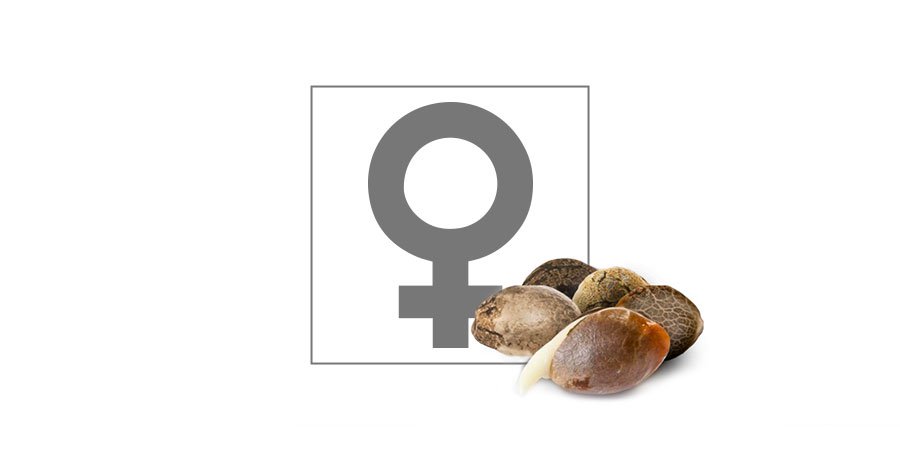 Top 10 feminisoidut kannabiksen siemenet