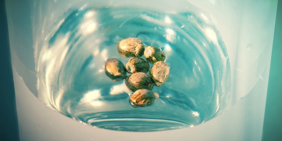 Tapoja testata siementesi Ways To Test Your Cannabis Seeds