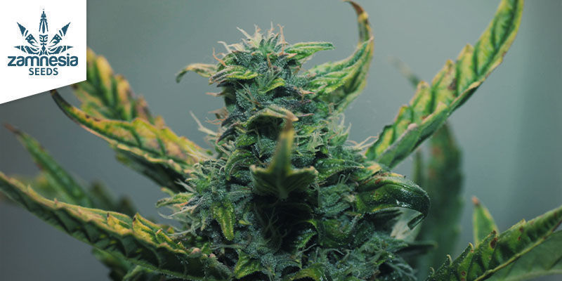 3 Kannabislajiketta, jotka tuottavat valtavasti kiefiä 3 Cannabis Strains That Produce Kief