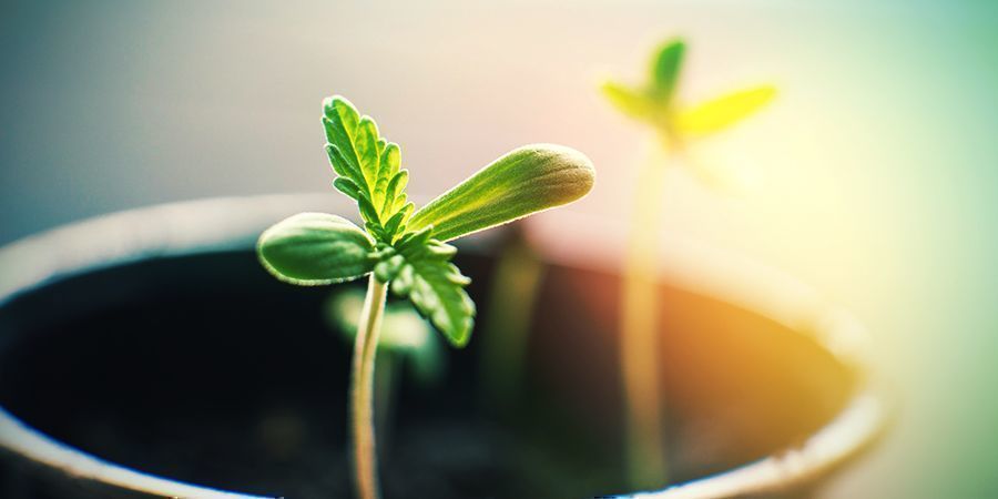 Mitä voit tehdä, kun kasvatat kannabista sisätiloissa Mitä voit tehdä, kun kasvatat kannabista sisätiloissa