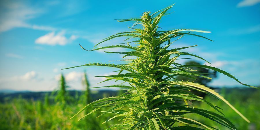 Mitä voit tehdä kasvattaessasi kannabista ulkotiloissa Mitä voit tehdä kasvattaessasi kannabista ulkotiloissa