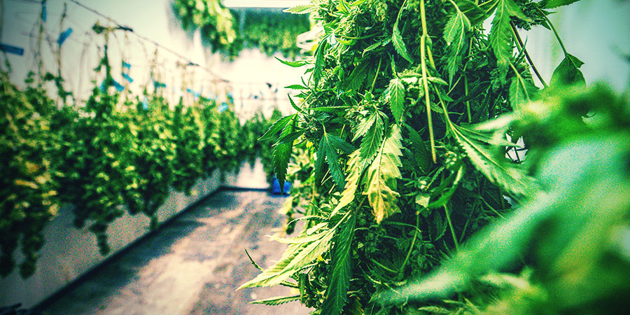 Kuinka kuivata ja kypsyttää kannabiskukinnot oikein