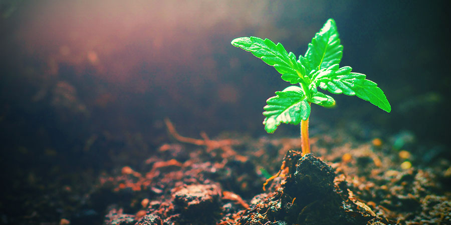 Kannabiksen kasvuvaihe