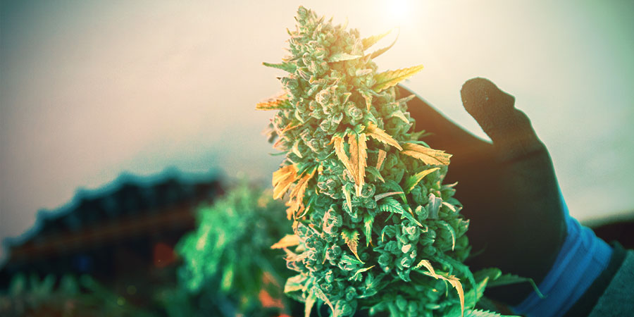 Kannabiksen kukinta